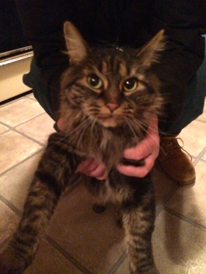 Safe Maine Coon in Schenectady, NY