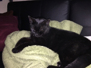 Safe Domestic Short Hair in Rochester, NY