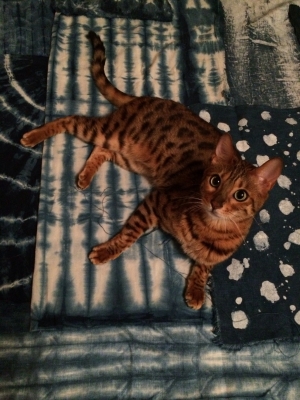 Safe Bengal cat in Portland, OR