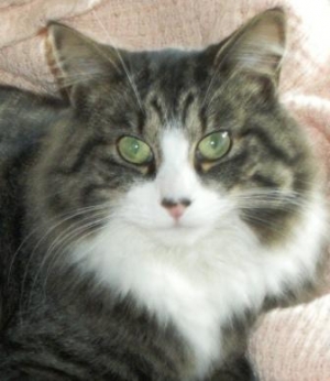 Safe Maine Coon in Maryville, TN