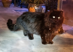 Safe Maine Coon in Doylestown, PA