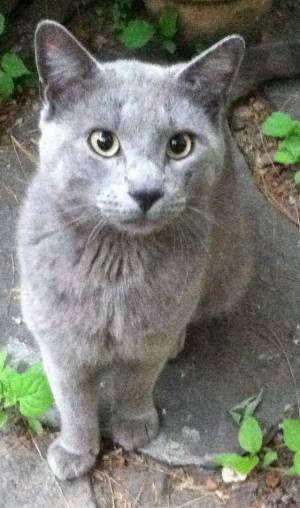 Safe Russian Blue in New York, NY