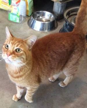 Safe American Shorthair in Long Pond, PA