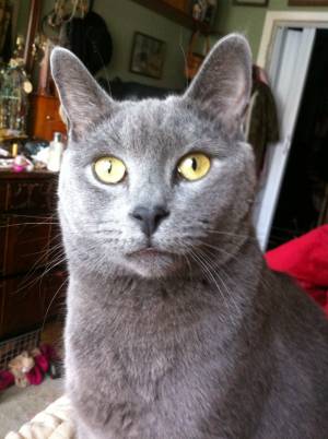 Safe Russian Blue in Brooklyn, NY