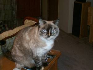 Safe Ragdoll in Phelps, NY