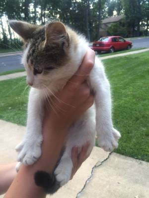 Safe Cat in York, PA