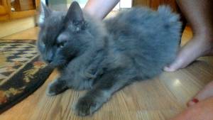 Safe Domestic Long Hair in Newtown, PA