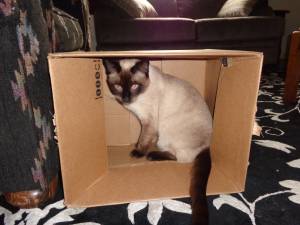 Safe Siamese in King of Prussia, PA