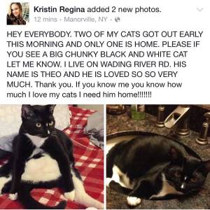 Safe Cat in Manorville, NY