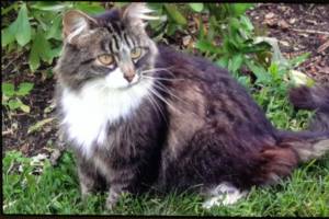 Safe Maine Coon in Smithtown, NY