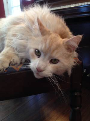 Safe Maine Coon in White Plains, NY