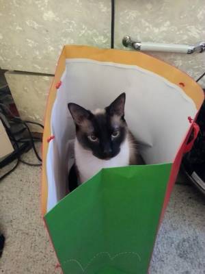 Safe Siamese in Holiday, FL