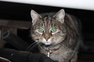Safe American Shorthair in Forked River, NJ