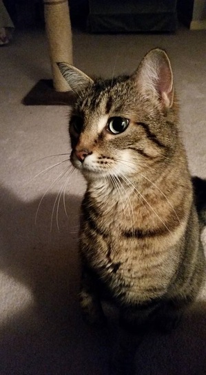Safe Domestic Short Hair in Cape May, NJ