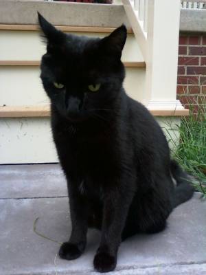 Safe Domestic Short Hair in Sewell, NJ