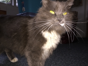 Safe Domestic Long Hair in Enfield, CT