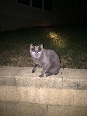 Safe Cat in Honey Brook, PA