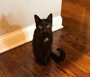 Safe Domestic Short Hair in Chicago, IL