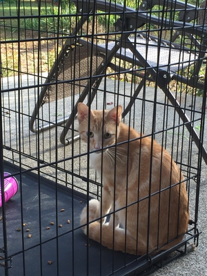 Safe Cat in Westfield, MA
