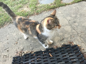 Safe Cat in Hyattsville, MD