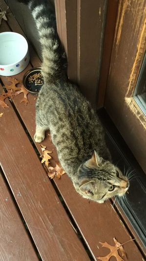 Safe Domestic Short Hair in Macungie, PA