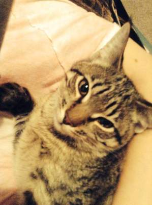 Safe Domestic Short Hair in Yonkers, NY