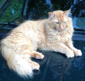 Safe Maine Coon in Manorville, NY