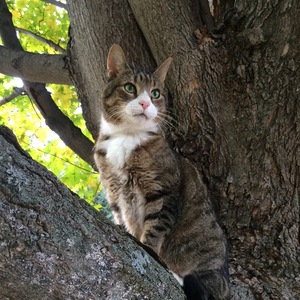 Safe Cat in Bearsville, NY