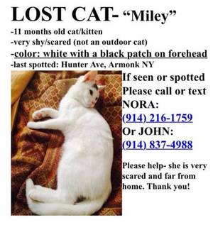 Safe Cat in Armonk, NY