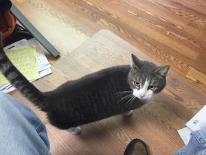 Safe Cat in Sharpsburg, MD