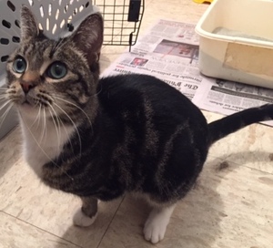 Safe Domestic Short Hair in Norristown, PA
