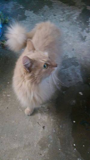 Safe Domestic Long Hair in Dover, PA