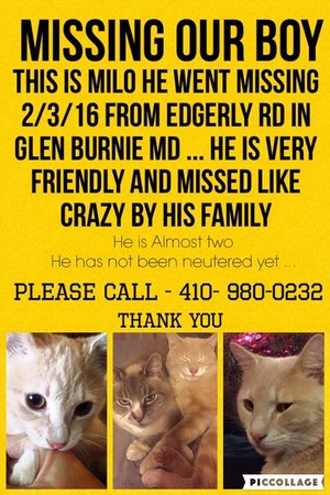 Safe Cat in Glen Burnie, MD
