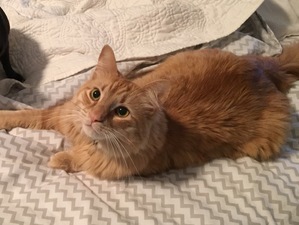 Safe Maine Coon in Cleveland, OH