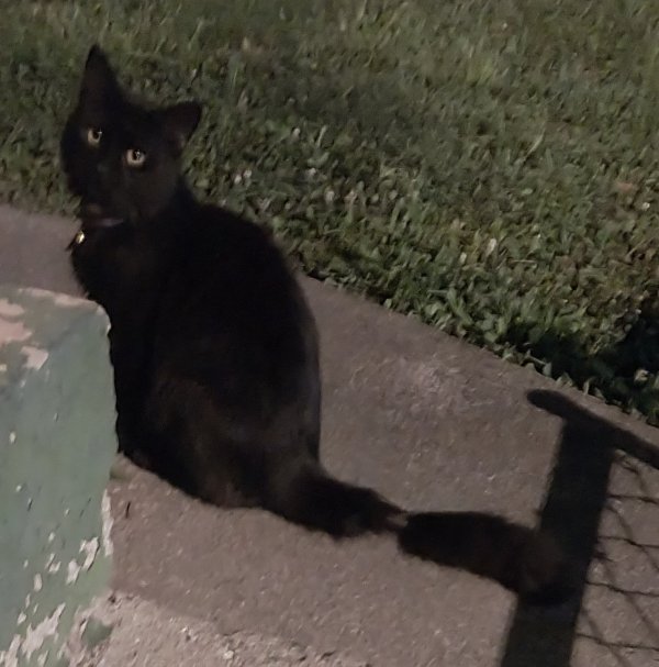 Found cat in Dayton, OH