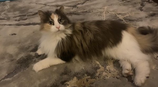 Lost Turkish Angora in Westerville, OH