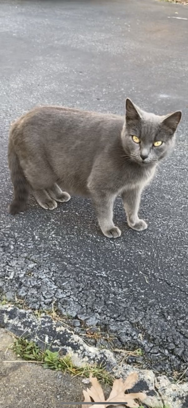 Found Russian Blue in Silver Spring, MD