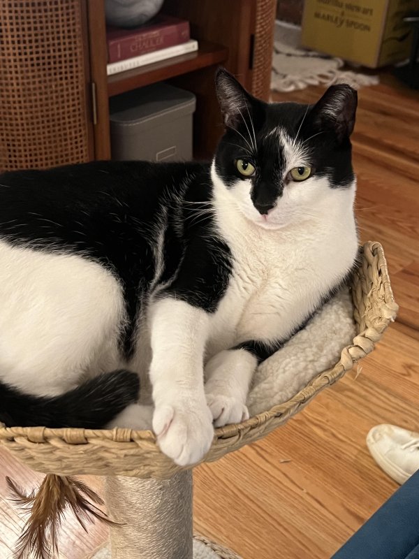 Lost Domestic Short Hair in New York