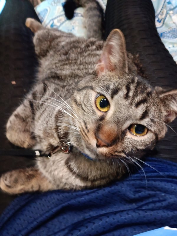Lost Domestic Short Hair in Itasca, IL