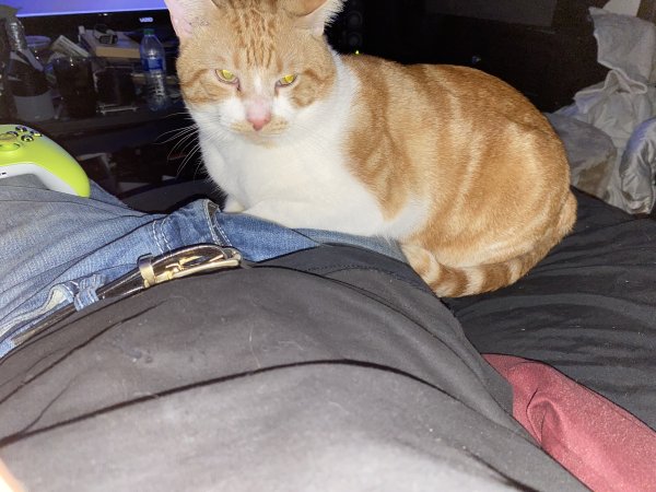 Lost Domestic Short Hair in Fort Worth, TX