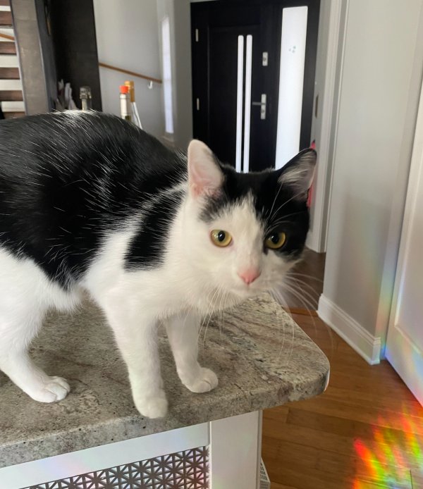 Lost American Shorthair in Lake in the Hills, IL