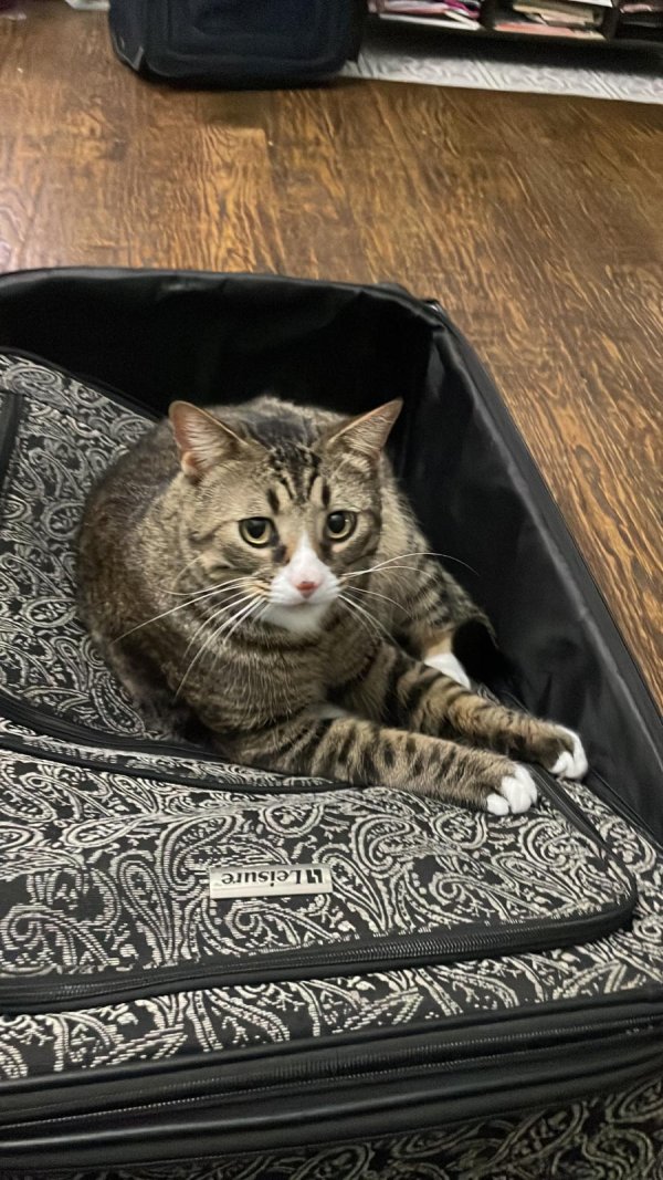 Lost Domestic Short Hair in Texas