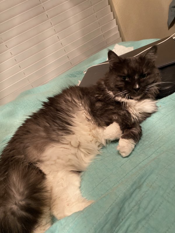 Lost Domestic Long Hair in Texas