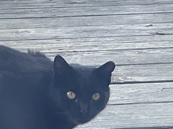 Found Domestic Short Hair in Lititz, PA
