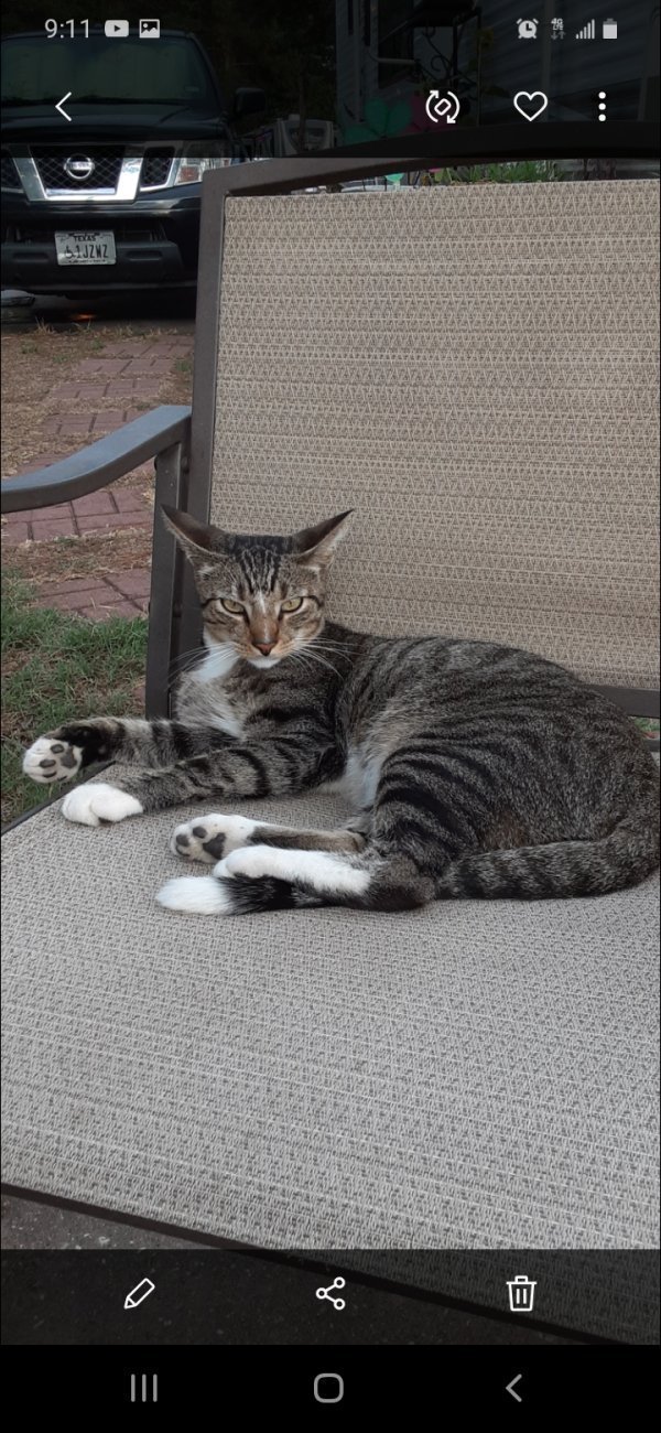 Lost American Shorthair in New Caney, TX