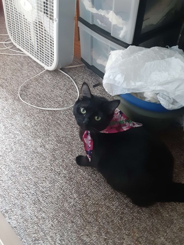 Lost Domestic Short Hair in Antioch, IL