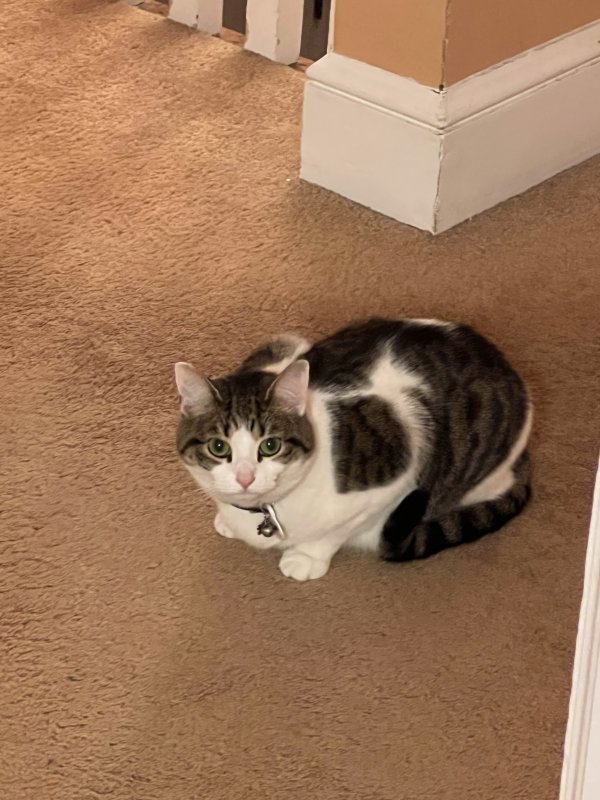 Lost American Wirehair in New York
