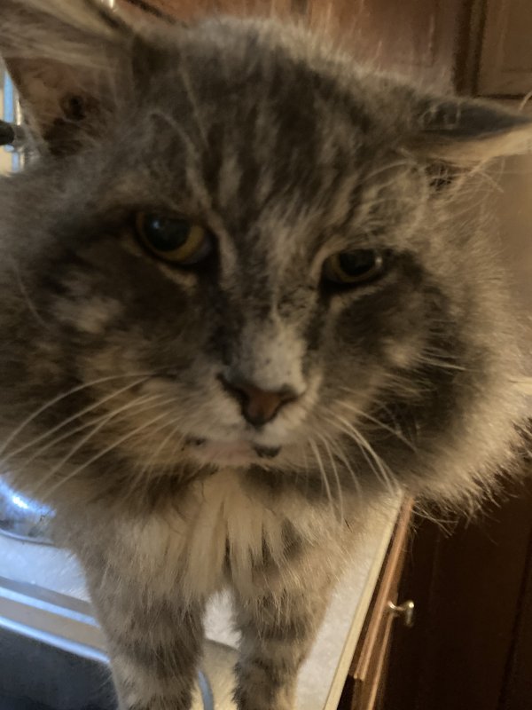 Lost Domestic Long Hair in Holtsville, NY