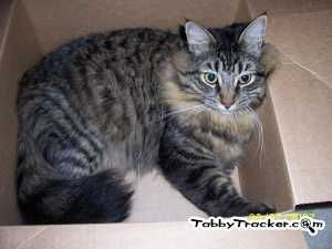 Safe Maine Coon in Winchester, CA
