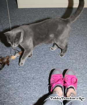 Safe Russian Blue in Staten Island, NY